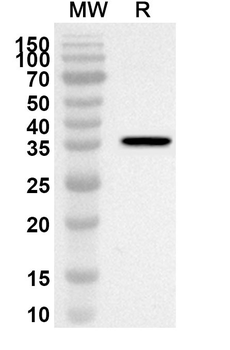 PER2 Rabbit Polyclonal Antibody