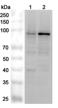 DDX21 Rabbit Polyclonal Antibody