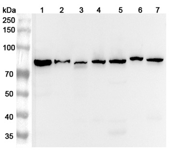 AFG3L2 Rabbit Polyclonal Antibody