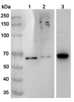 NONO Rabbit Polyclonal Antibody