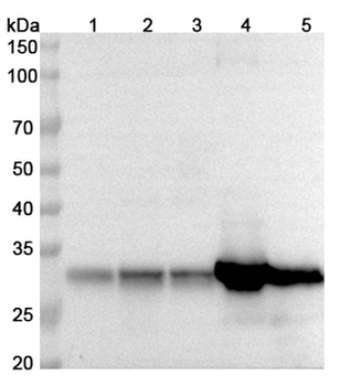 CYC1 Rabbit Polyclonal Antibody