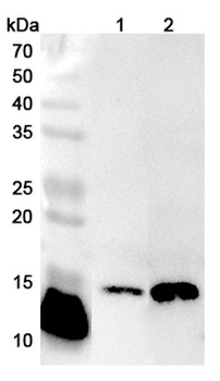 SSBP1 Rabbit Polyclonal Antibody