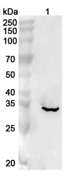 SGTA Rabbit Polyclonal Antibody