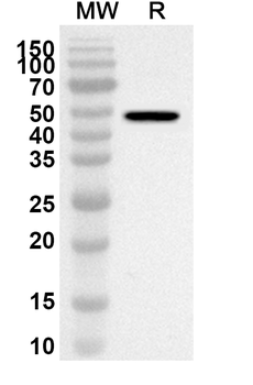 SEPTIN7 Rabbit Polyclonal Antibody