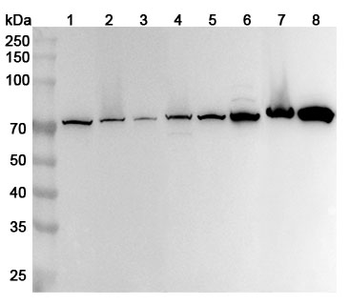 ATP6V1A Rabbit Polyclonal Antibody