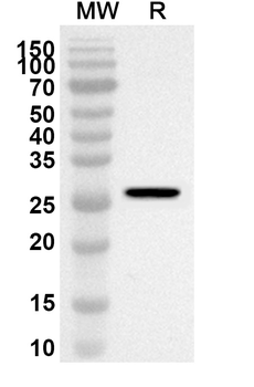CLPP Rabbit Polyclonal Antibody