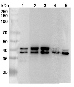 TIA1 Rabbit Polyclonal Antibody