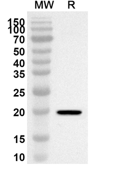 GLI2 Rabbit Polyclonal Antibody