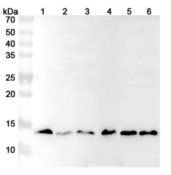 H4C1 Rabbit Polyclonal Antibody
