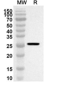 LIN28A Rabbit Polyclonal Antibody