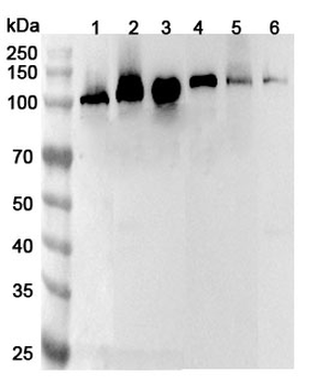 CAPRIN1 Rabbit Polyclonal Antibody