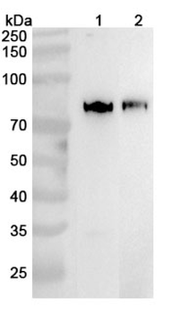 IKBKB Rabbit Polyclonal Antibody