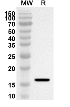 MRPS18B Rabbit Polyclonal Antibody