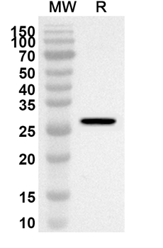 TRIM33 Rabbit Polyclonal Antibody