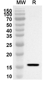 GABARAPL2 Rabbit Polyclonal Antibody