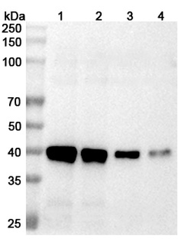 Langya virus/LayV F/Fusion protein Rabbit Polyclonal Antibody