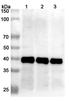 Mojiang virus/MojV F/Fusion glycoprotein F0 Rabbit Polyclonal Antibody