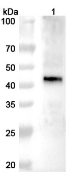 Nipah virus/HeV F/Fusion glycoprotein F0 Rabbit Polyclonal Antibody