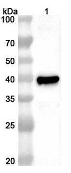 Monkeypox virus/MPXV A29L Rabbit Polyclonal Antibody