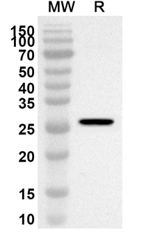 SCAF11 Rabbit Polyclonal Antibody
