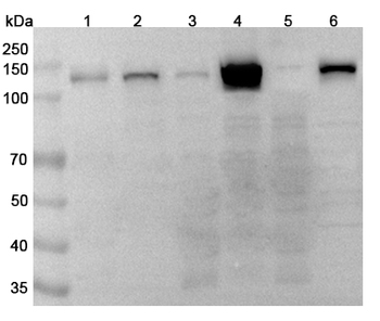 PARP1 Rabbit Polyclonal Antibody