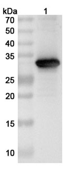 Phosphoprotein p30/Pret-105 Rabbit Polyclonal Antibody