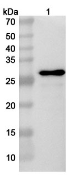 E1B-55K/E1B-495R Rabbit Polyclonal Antibody