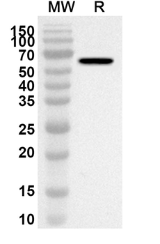 PCYOX1 Rabbit Polyclonal Antibody