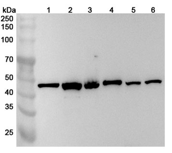 ATXN10 Rabbit Polyclonal Antibody