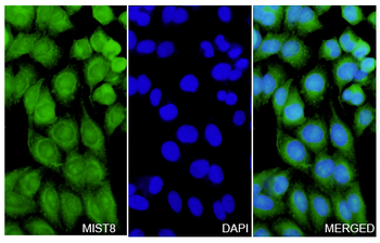 MLST8 Rabbit Polyclonal Antibody