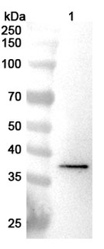 SPON2 Rabbit Polyclonal Antibody