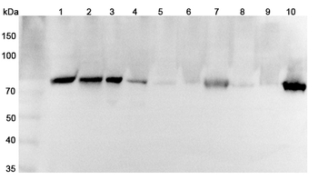 SEMA3C Rabbit Polyclonal Antibody