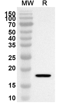 CD100/SEMA4D Rabbit Polyclonal Antibody