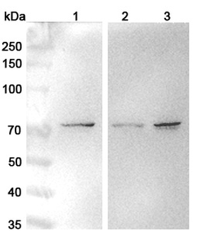 NOSTRIN Rabbit Polyclonal Antibody