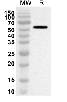 KLB Rabbit Polyclonal Antibody