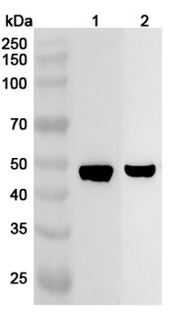 HOMER1 Rabbit Polyclonal Antibody