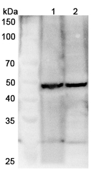 HOMER1 Rabbit Polyclonal Antibody