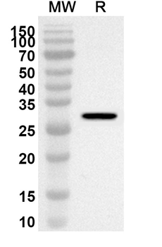 PIK3AP1 Rabbit Polyclonal Antibody