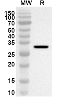 OCLN Rabbit Polyclonal Antibody