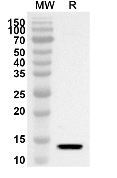 RALBP1 Rabbit Polyclonal Antibody
