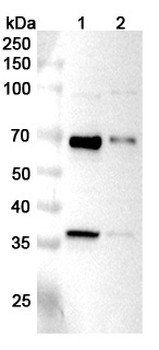 LMAN2 Rabbit Polyclonal Antibody