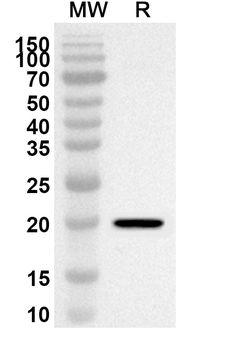 PPARA Rabbit Polyclonal Antibody