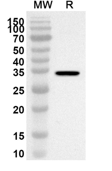 CASP9/Caspase 9 Rabbit Polyclonal Antibody