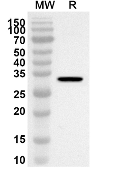 CD183/CXCR3 Rabbit Polyclonal Antibody