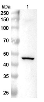 MAPK8 Rabbit Polyclonal Antibody