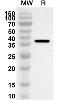 WNT5A Rabbit Polyclonal Antibody