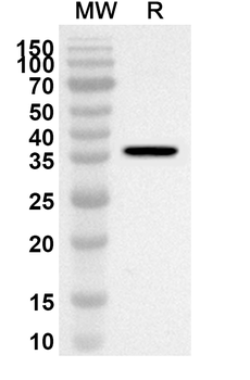 GPC1 Rabbit Polyclonal Antibody
