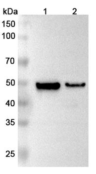 MAT2A Rabbit Polyclonal Antibody