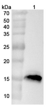 CALML3 Rabbit Polyclonal Antibody