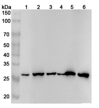 YWHAQ Rabbit Polyclonal Antibody